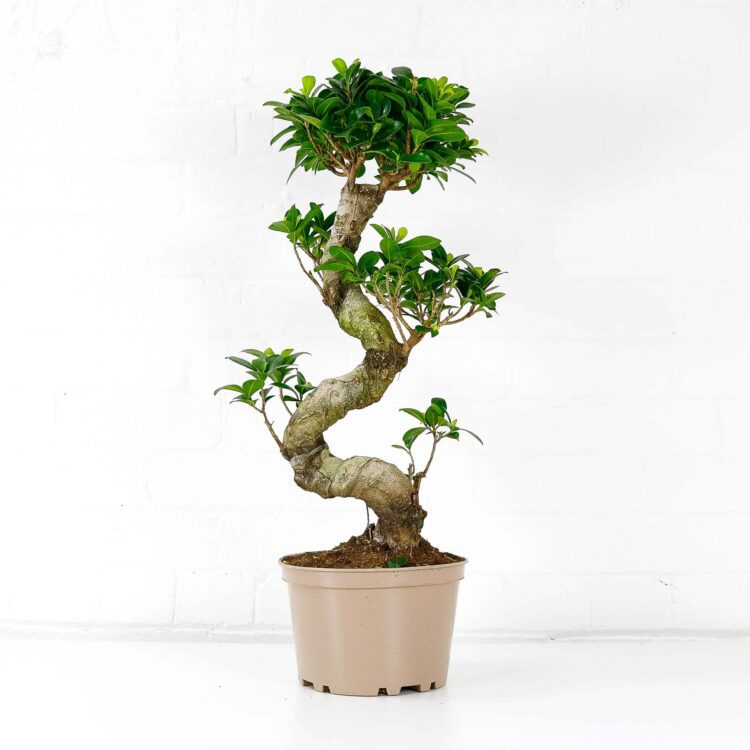 ficus ginseng microcarpa extra large s-shape