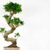 ficus ginseng microcarpa extra large s-shape