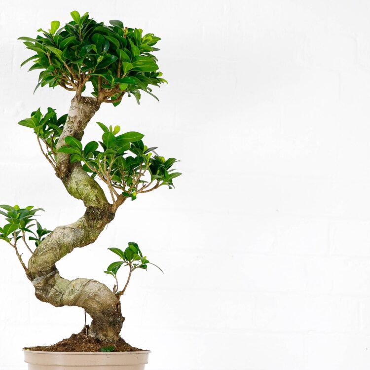 ficus ginseng microcarpa extra large s-shape