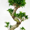 ficus ginseng microcarpa extra large s-shape