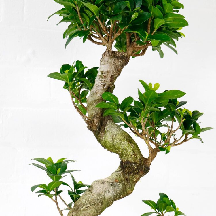 ficus ginseng microcarpa extra large s-shape