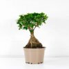 ficus ginseng microcarpa bonsai large