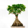 ficus ginseng microcarpa bonsai large