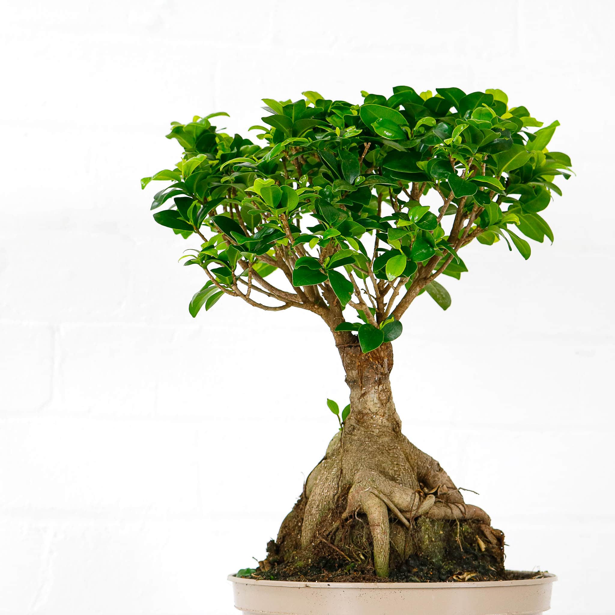 ficus ginseng microcarpa bonsai large buy online ficus ginseng microcarpa bonsai large