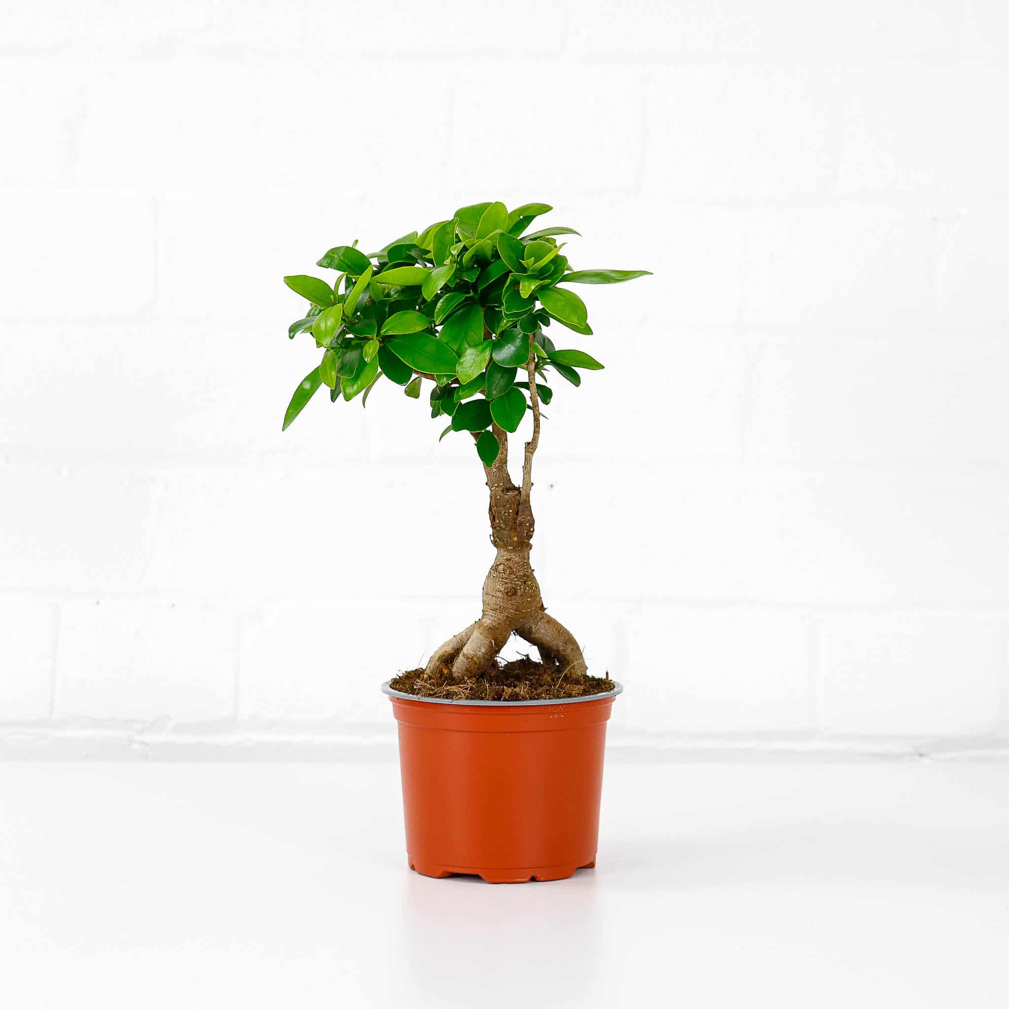 ficus ginseng microcarpa-8