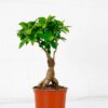 ficus ginseng microcarpa bonsai small
