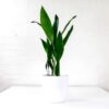 large cast iron plant aspidistra