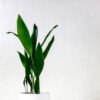 large cast iron plant aspidistra 2 large cast iron plant aspidistra