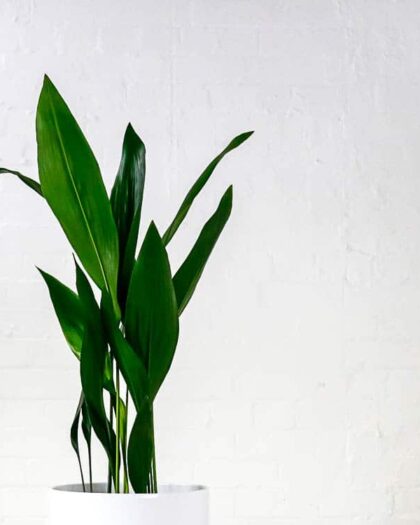 large cast iron plant aspidistra
