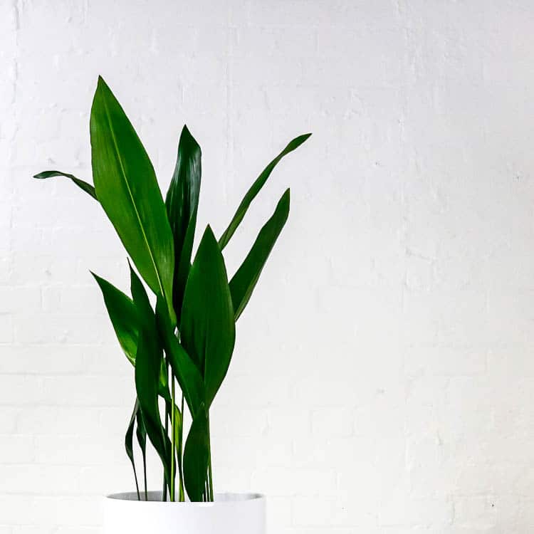 large cast iron plant aspidistra 2 large cast iron plant aspidistra