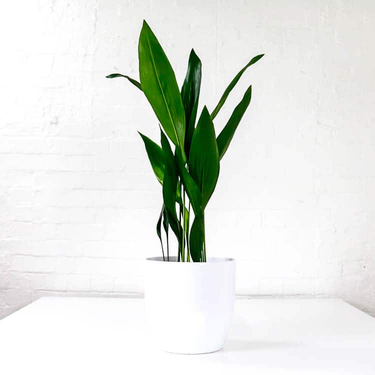large cast iron plant aspidistra