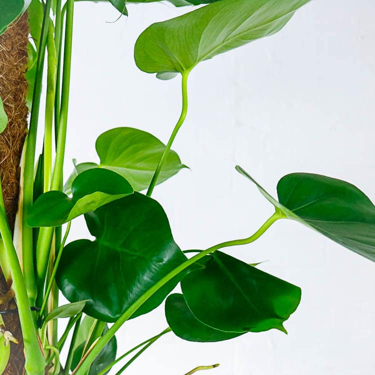 large swiss cheese plant