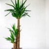 large yucca plant tall indoor house