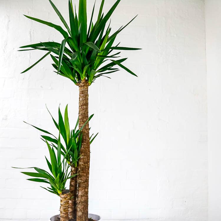 large yucca plant tall indoor house