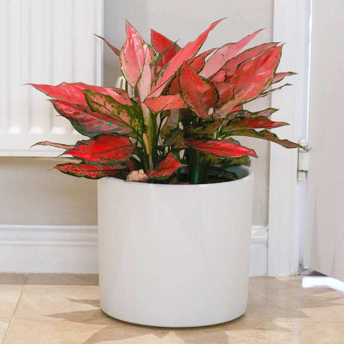 aglaonema orange star-1 aglaonema orange star