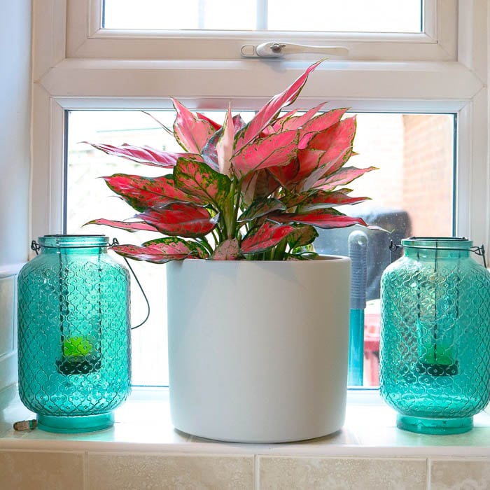 aglaonema orange star-2 aglaonema orange star