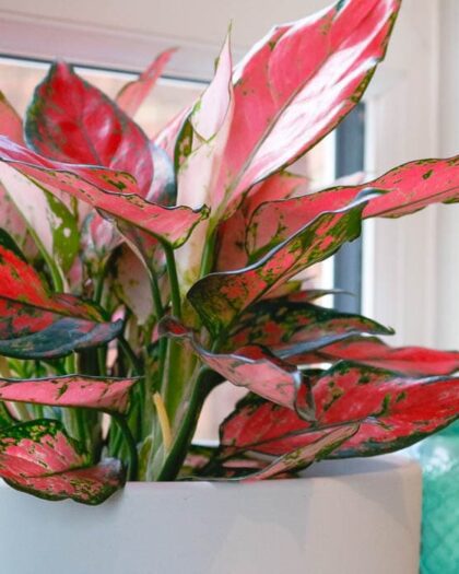 aglaonema orange star