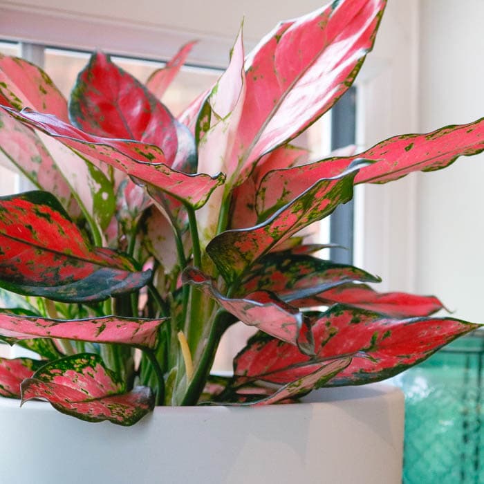 aglaonema orange star aglaonema orange star
