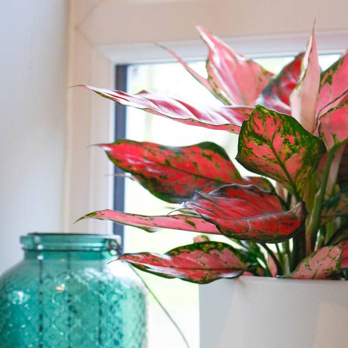 aglaonema orange star-4 aglaonema orange star