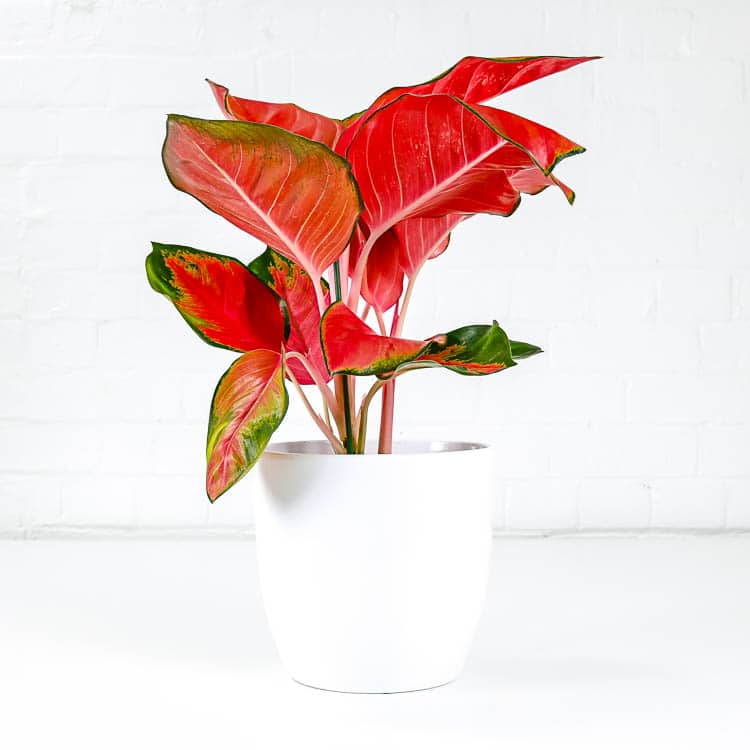 algaonema orange star chinese evergreen colourful houseplant algaonema orange star chinese evergreen colourful houseplant