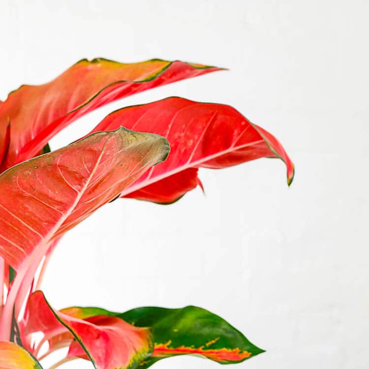 algaonema orange star chinese evergreen 2 algaonema orange star chinese evergreen colourful houseplant