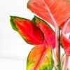 algaonema orange star chinese evergreen 3 algaonema orange star chinese evergreen colourful houseplant