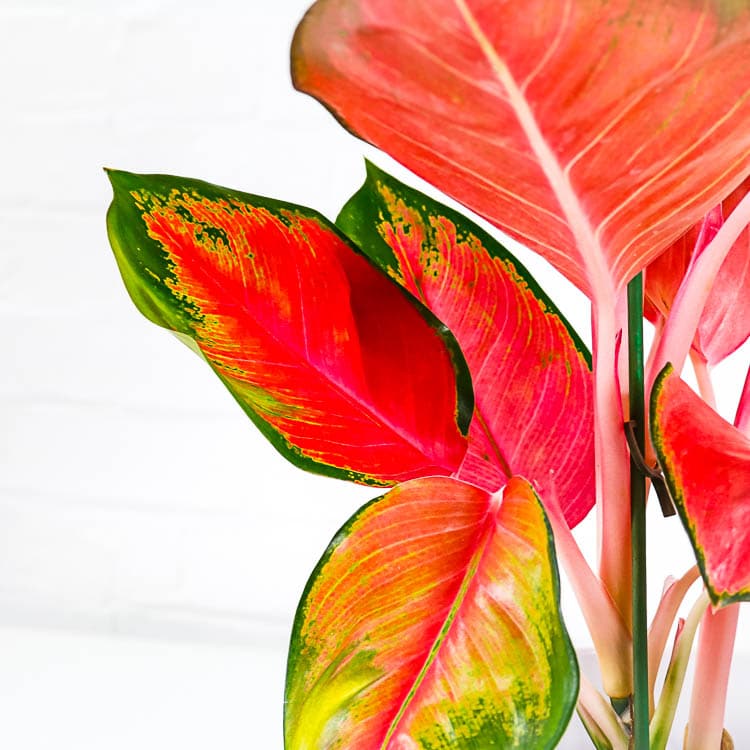 algaonema orange star chinese evergreen 3 algaonema orange star chinese evergreen colourful houseplant