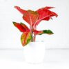 algaonema orange star chinese evergreen 4 algaonema orange star chinese evergreen colourful houseplant