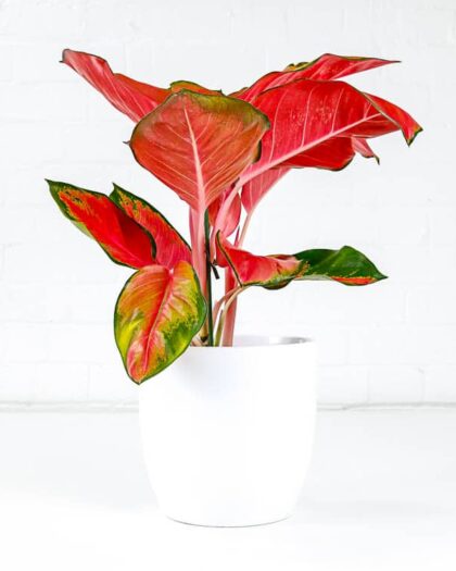 algaonema orange star chinese evergreen colourful houseplant