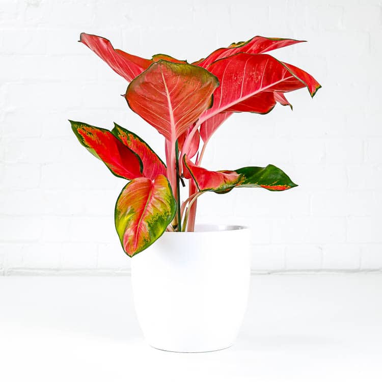 algaonema orange star chinese evergreen 4 algaonema orange star chinese evergreen colourful houseplant