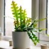 Fishbone Cactus Epiphyllum Anguliger 2 Fishbone Cactus Epiphyllum Anguliger
