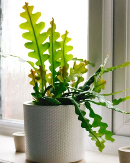 Fishbone Cactus Epiphyllum Anguliger