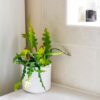 Fishbone Cactus Epiphyllum Anguliger 3 Fishbone Cactus Epiphyllum Anguliger