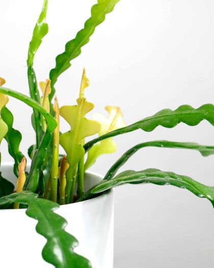 Fishbone Cactus Epiphyllum Anguliger