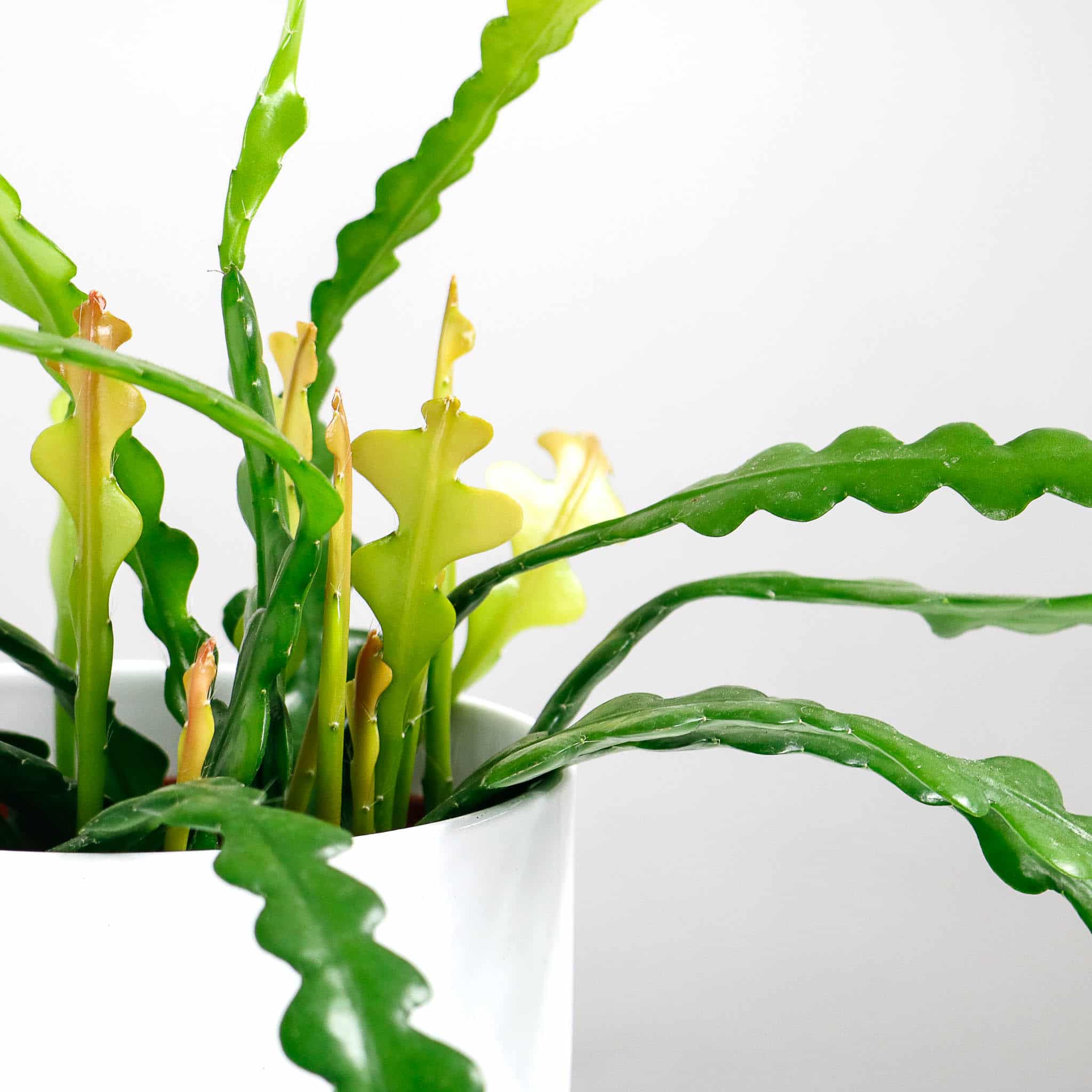 Fishbone Cactus Epiphyllum Anguliger 3 Fishbone Cactus Epiphyllum Anguliger