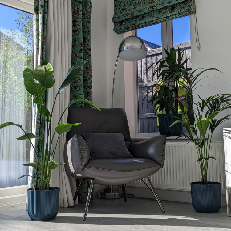 Large Plant Bundle