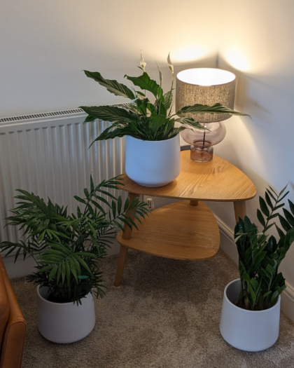 shade freindly plant set