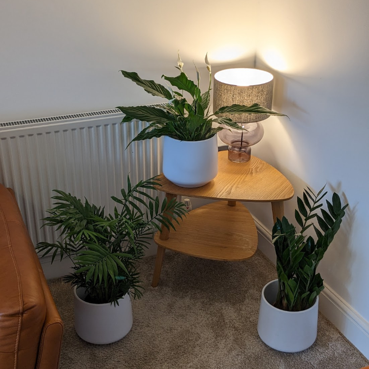 Untitled design-72 shade freindly plant set