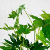 fatsia japonica japanese aralia