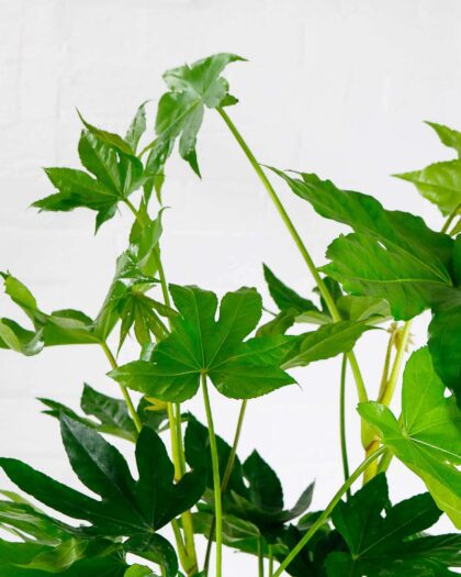 fatsia japonica japanese aralia