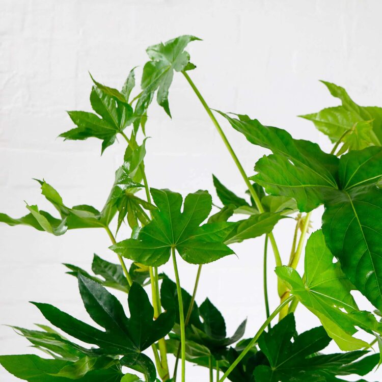 fatsia japonica japanese aralia