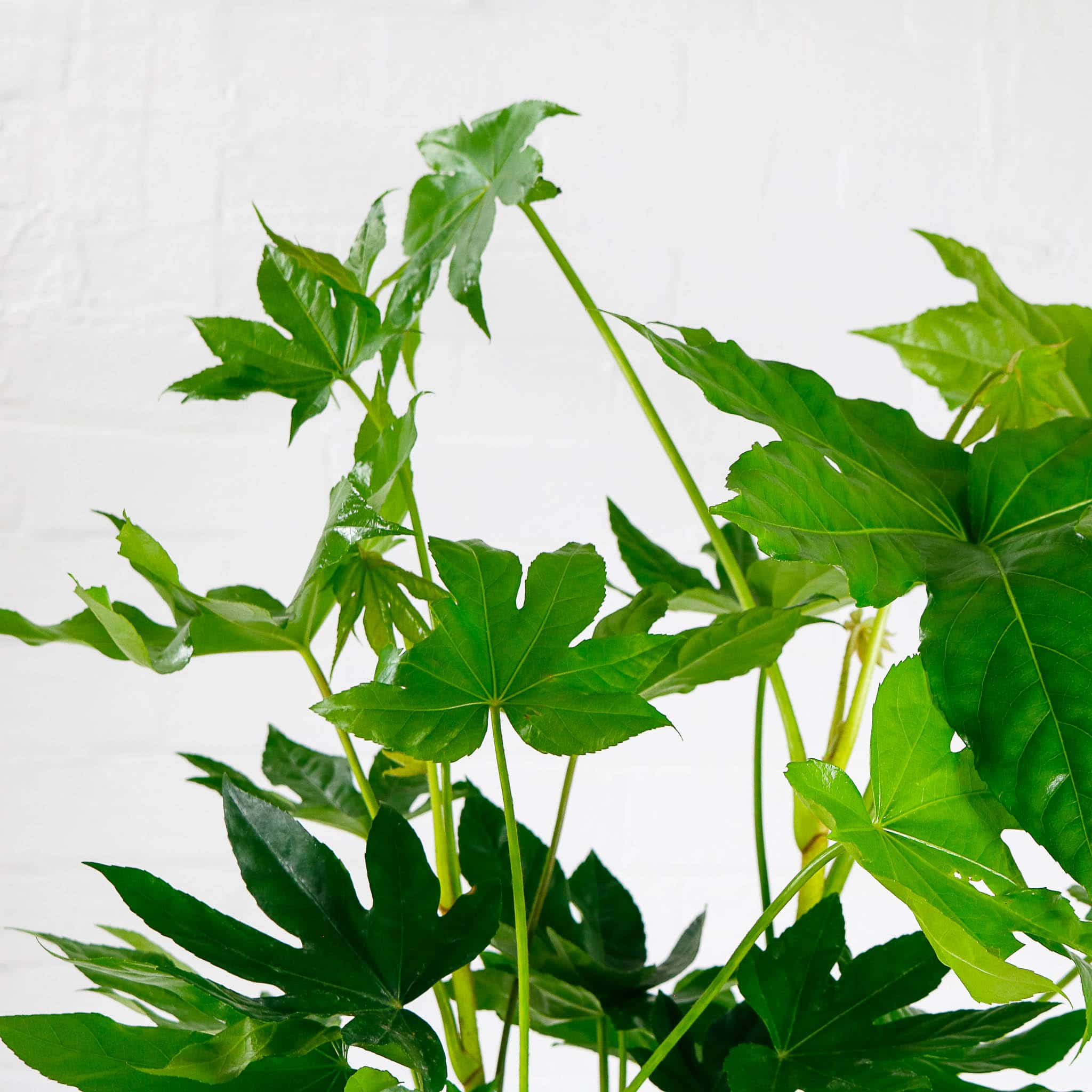 fatsia japonica japanese aralia indoor outdoor plant 2 fatsia japonica japanese aralia
