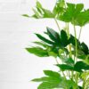 Fatsia Japonica