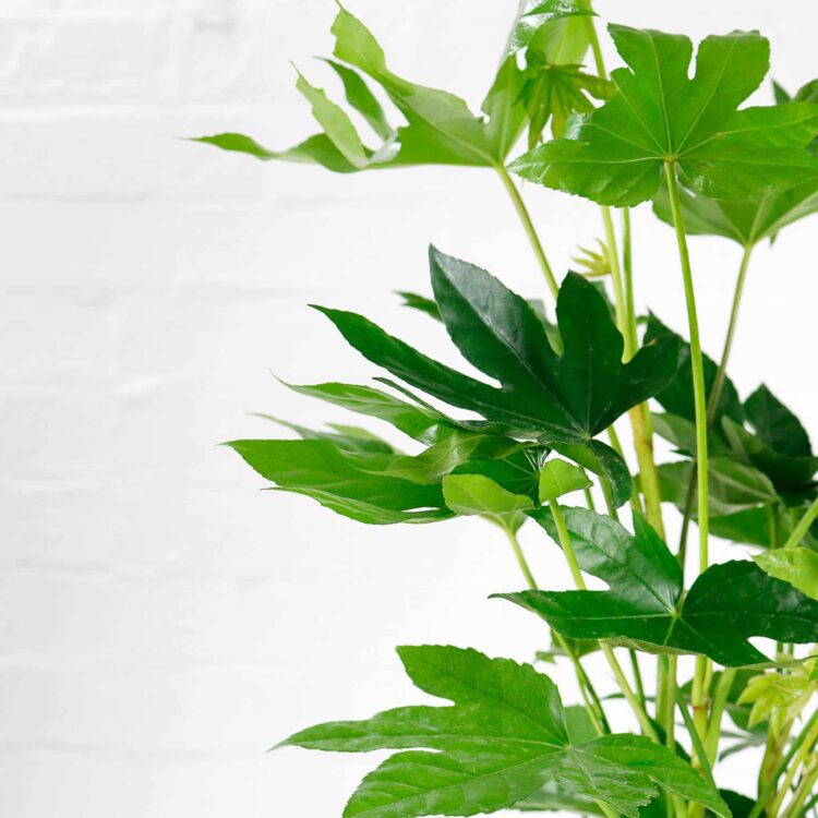 Fatsia Japonica