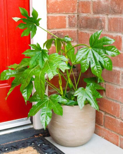 fatsia japonica japanese aralia indoor outdoor plant 6