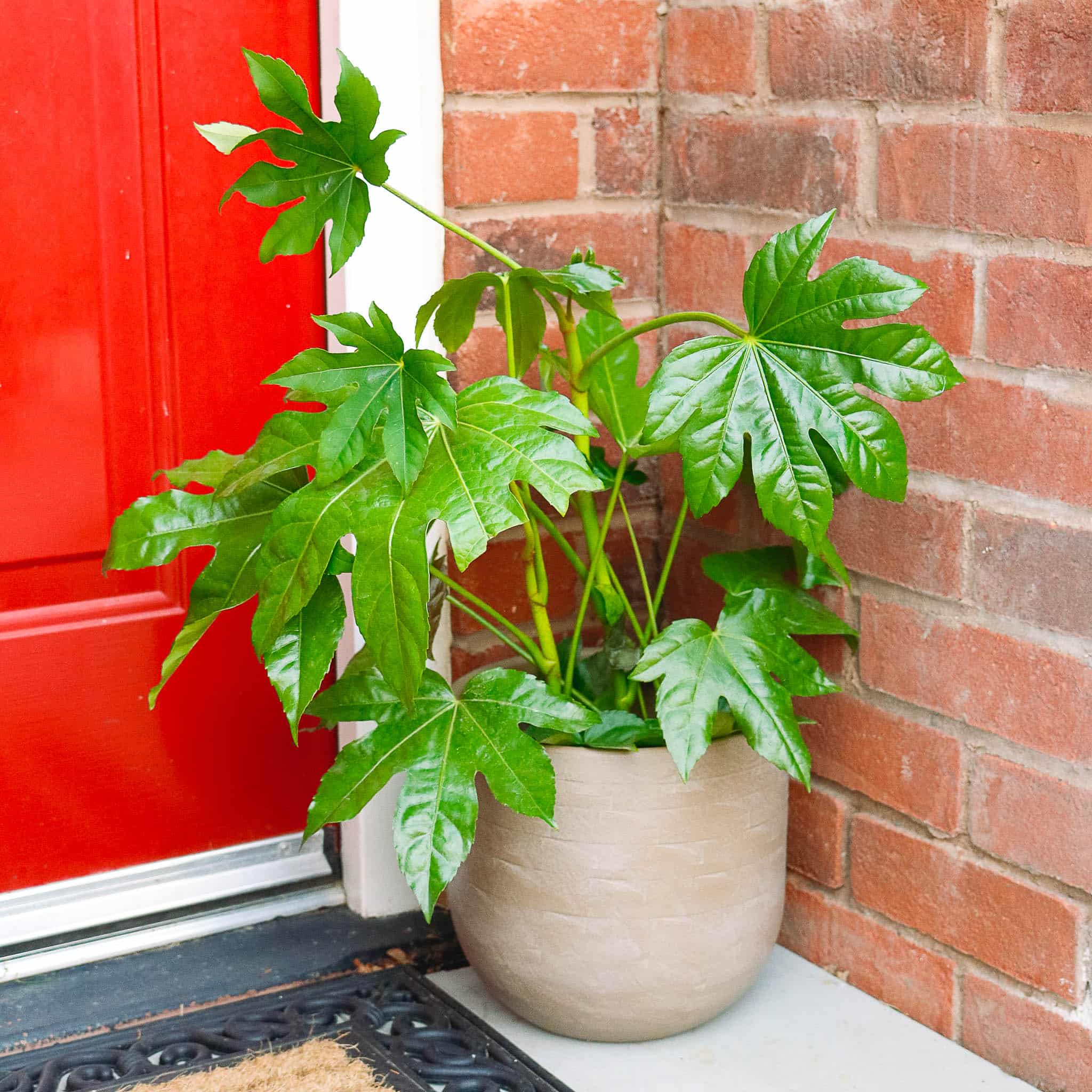 fatsia japonica japanese aralia indoor outdoor plant 6 fatsia japonica japanese aralia indoor outdoor plant 6