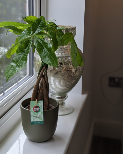 money tree & pot