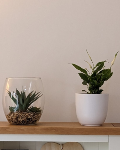 snake plant with pot