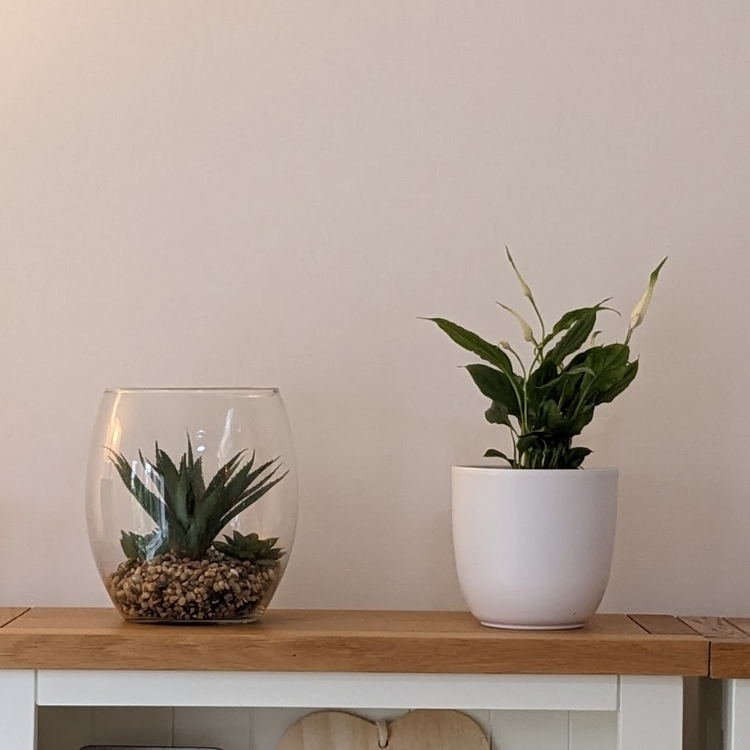 snake plant with pot