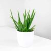 aloe vera barbadensis 1 aloe vera barbadensis 1